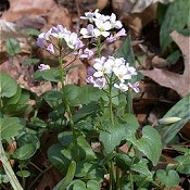 Cardamine_douglassii