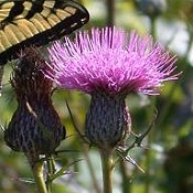 Cirsium_muticum