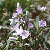 Claytonia_virginica