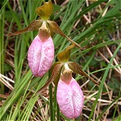 Cypripedium_acaule