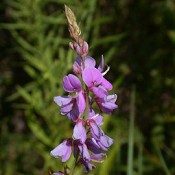 Desmodium_canadense