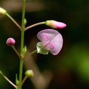 Desmodium_glutinosum