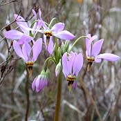 Dodecatheon_meadia