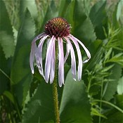 Echinacea_pallida