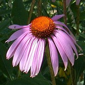 Echinacea_purpurea