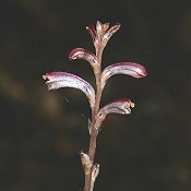 Epifagus_virginiana