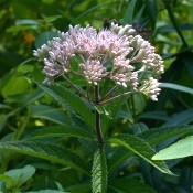 Eupatorium_maculatum