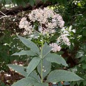 Eupatorium_purpureum