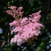 Filipendula_rubra