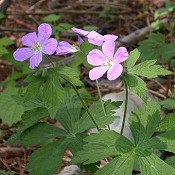 Geranium_maculatum