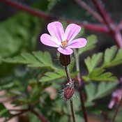 Geranium_robertianum