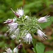 Hydrophyllum_virginianum