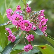 Kalmia_angustifolia