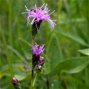 Liatris_cylindricacea