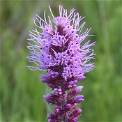 Liatris_pycnostachya