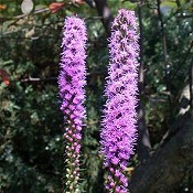 Liatris_spicata