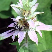 Monarda_punctata