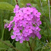 Phlox_glaberrima