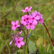 Phlox_pilosa