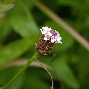 Phyla_lanceolata