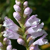 Physostegia_virginiana