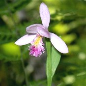 Pogonia_ophioglossoides