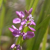 Polygala_polygama