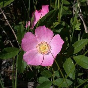 Rosa_carolina