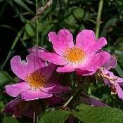 Rosa_setigera