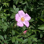 Rosa_virginiana