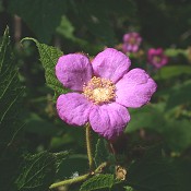 Rubus_odoratus