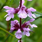 Stachys_tenuifolia