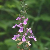 Teucrium_canadense