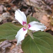 Trillium_undulatum