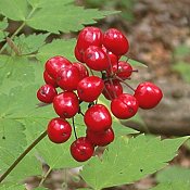 Actaea_rubra