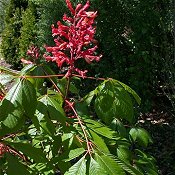 Aesculus_pavia