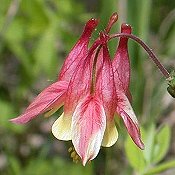 Aquilegia_canadensis