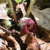 Asarum_canadense