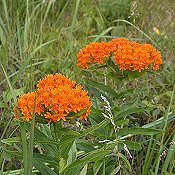 Asclepias_tuberosa