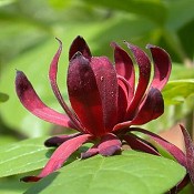 Calycanthus_floridus