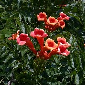 Campsis_radicans