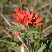 Castilleja_coccinea