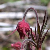 Geum_triflorum