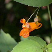 Impatiens_capensis