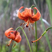 Lilium_michiganense