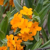Lithospermum_canescens