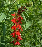 Lobelia_cardinalis