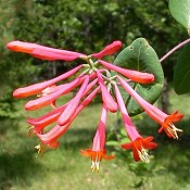 Lonicera_sempervirens