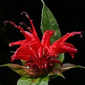 Monarda_didyma