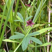 Potentilla_palustris